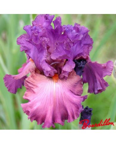 Iris : Fashionably Late
