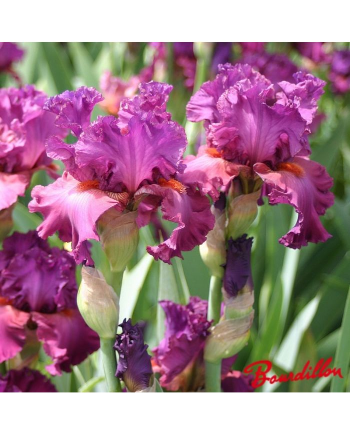 Iris : Fashionably Late
