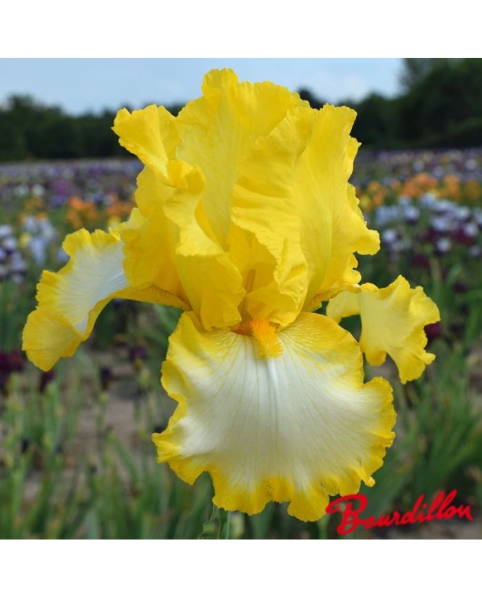 Iris : First Interstate