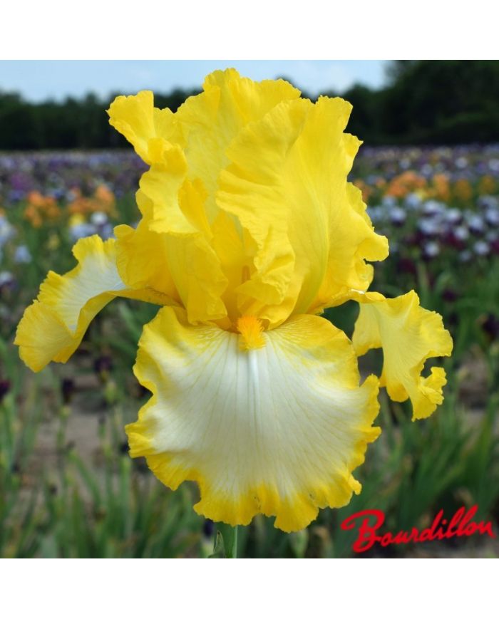 Iris : First Interstate