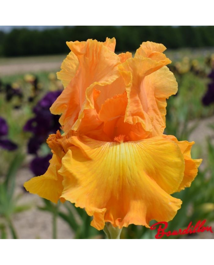 Iris : Flamboyance Dore