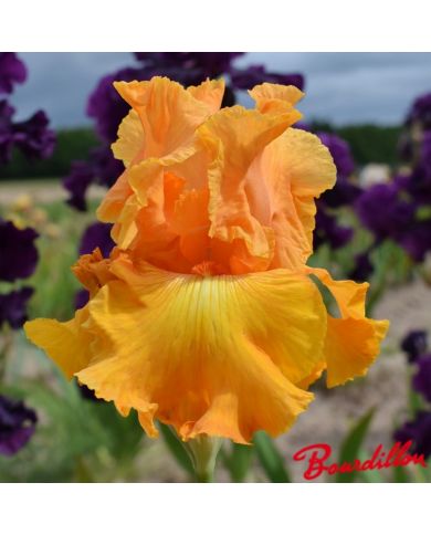 Iris : Flamboyance Dore