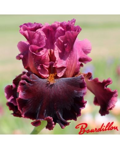 Iris : Foreigner