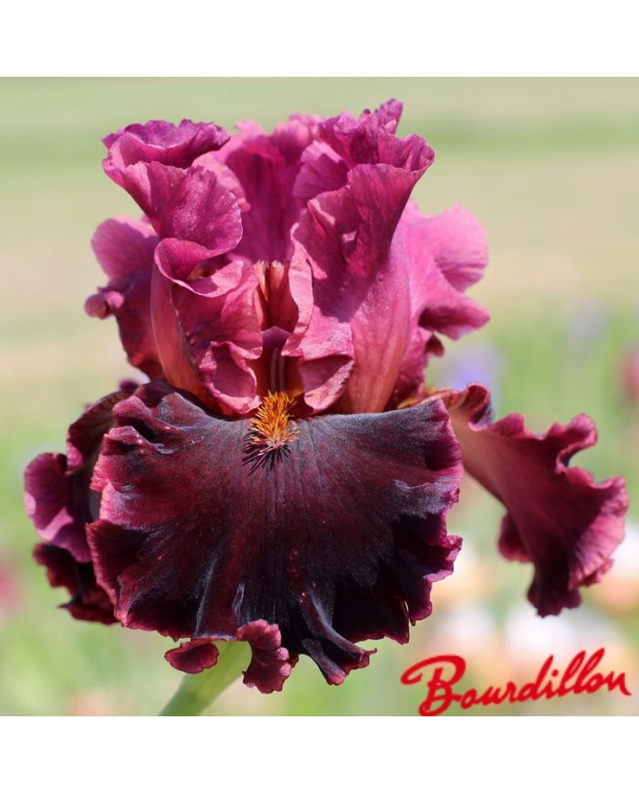 Iris : Foreigner