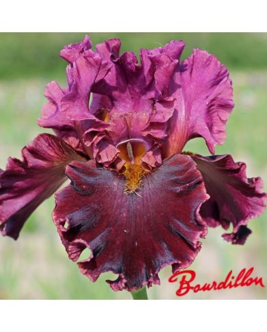 Iris : Foreigner