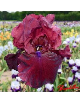 Iris : Fortunate Song