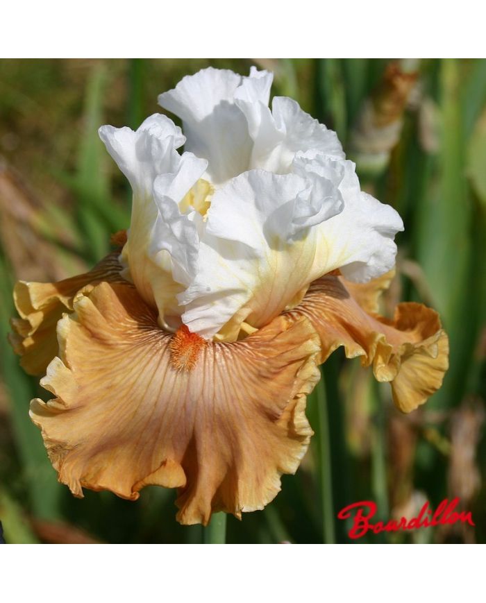 Iris : Ginger Ice