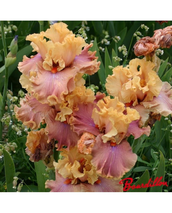 Iris : Glamazon