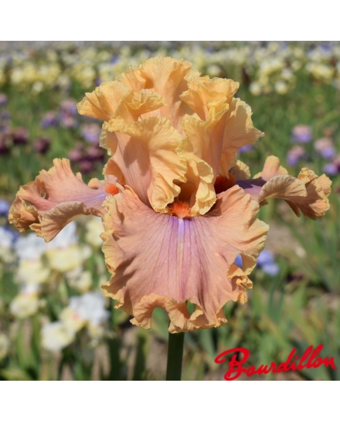 Iris : Glamazon