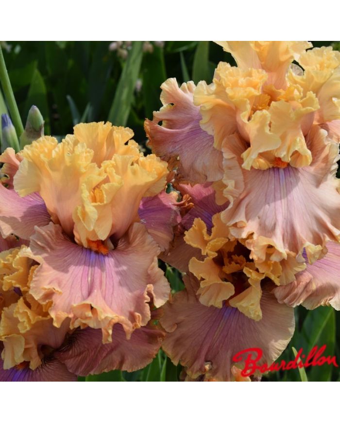 Iris : Glamazon