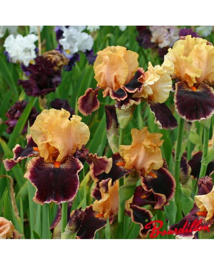 Iris : Glamour Pants