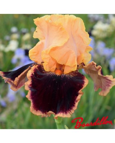 Iris : Glamour Pants