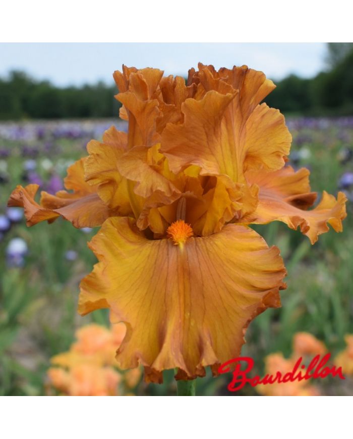 Iris : Golden Panther