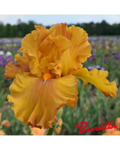 Iris : Golden Panther