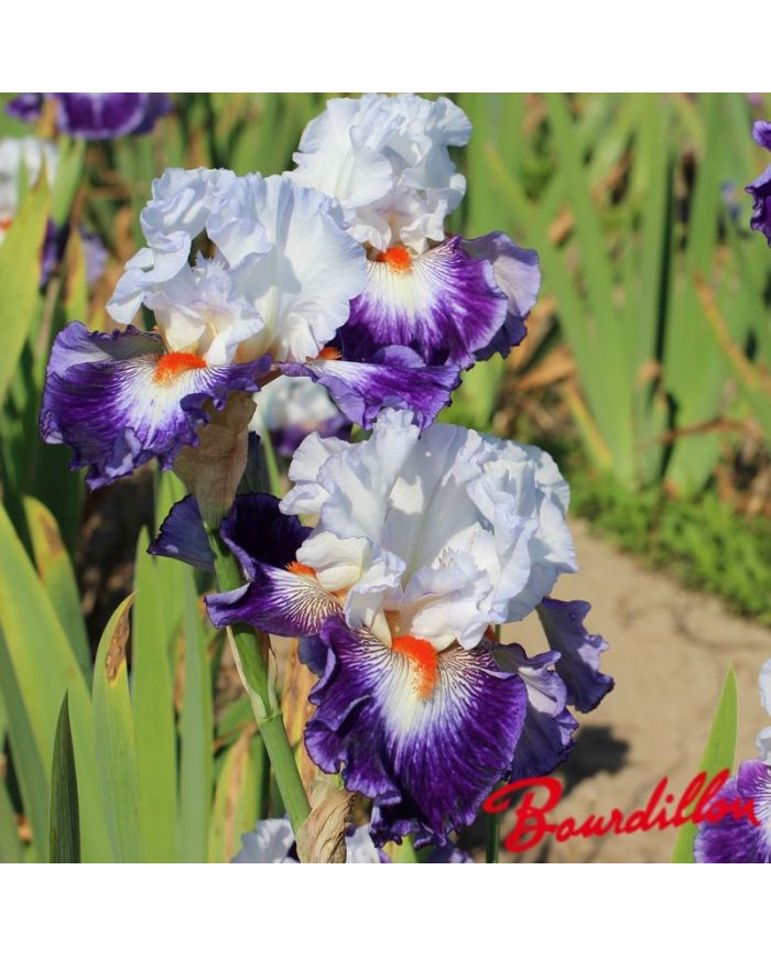 Iris : Gypsy Lord