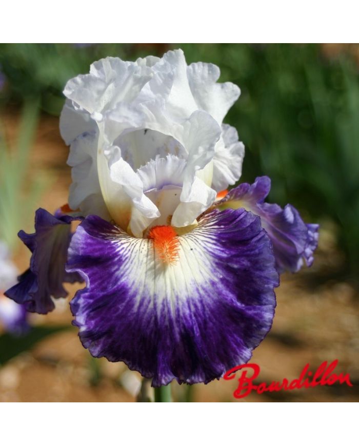 Iris : Gypsy Lord