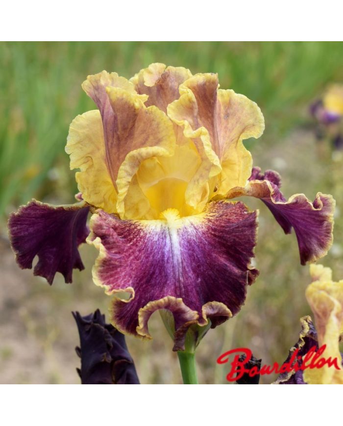 Iris : High Master