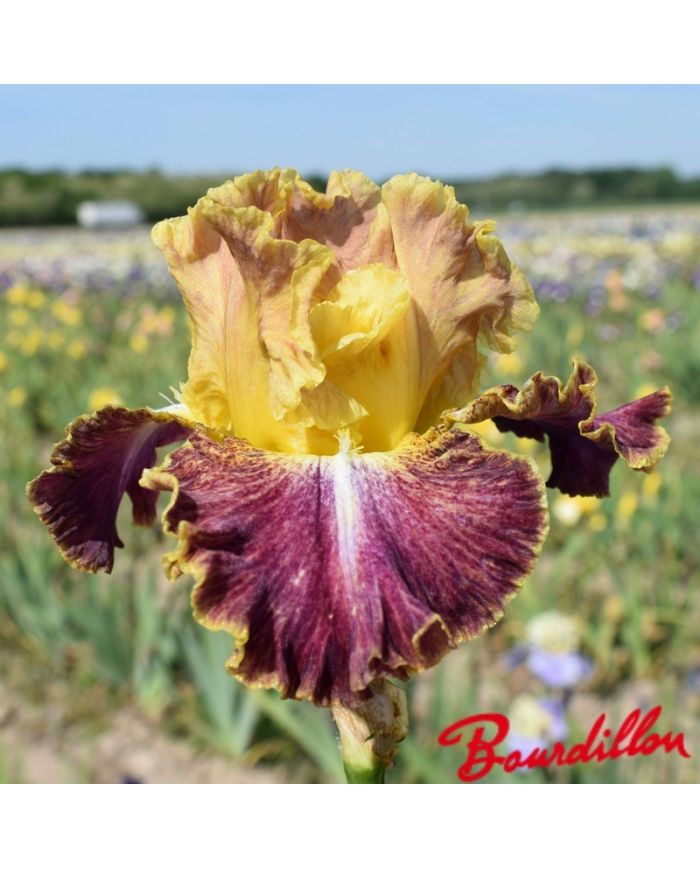 Iris : High Master