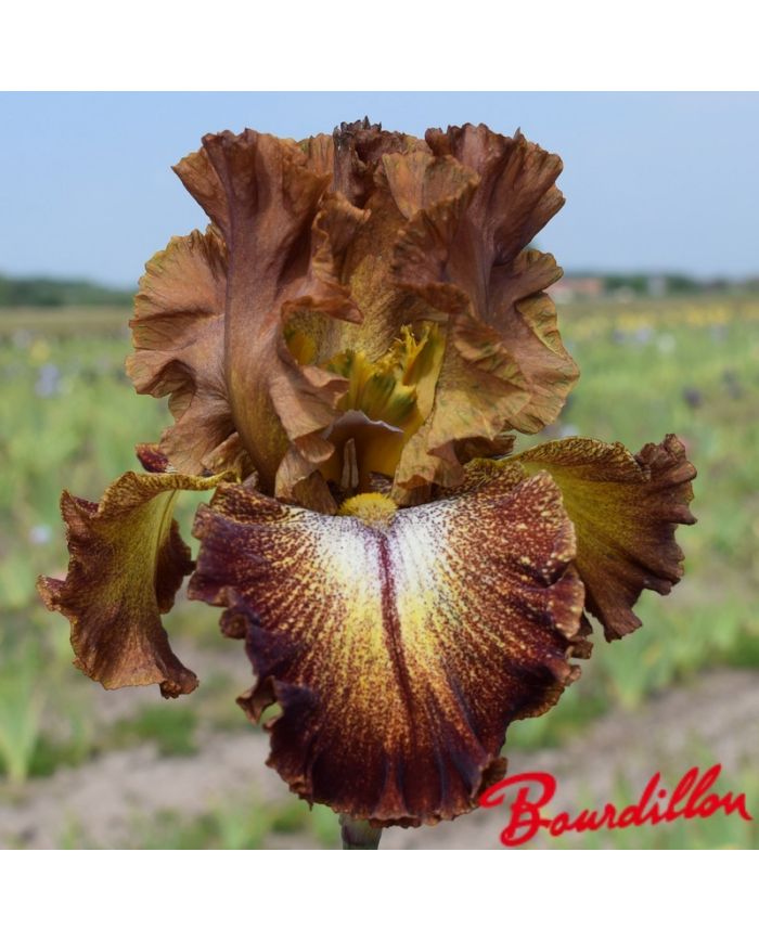 Iris : Holiday Spirit