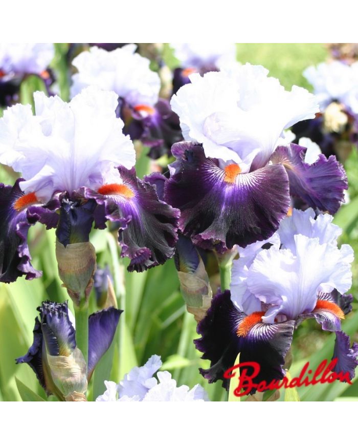 Iris : Honourable Lord