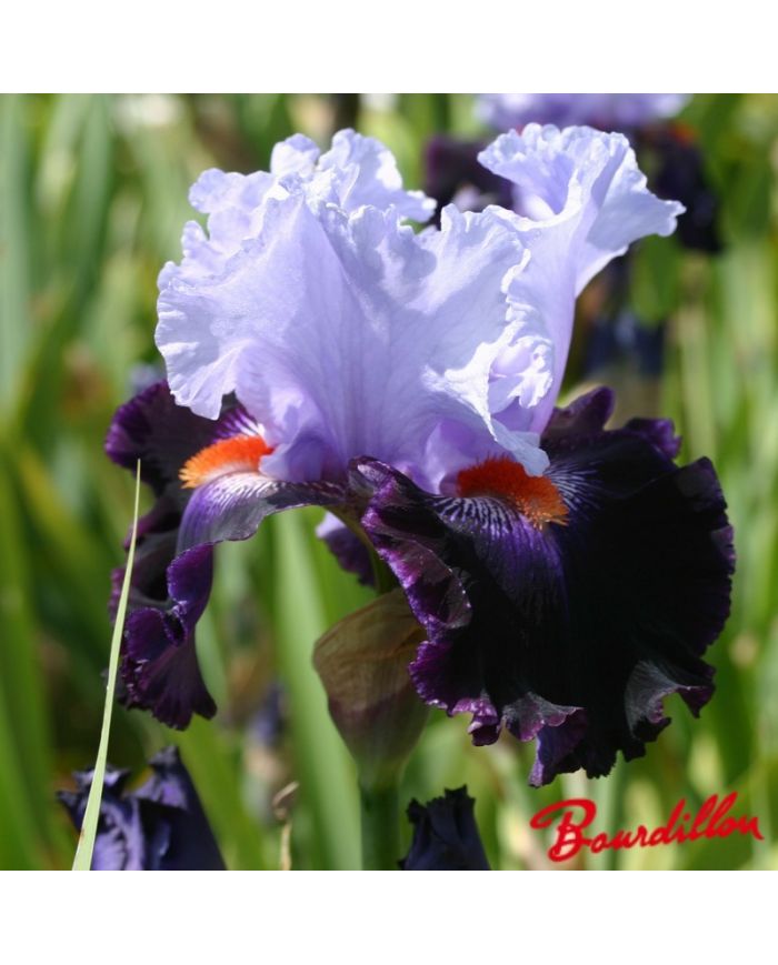 Iris : Honourable Lord
