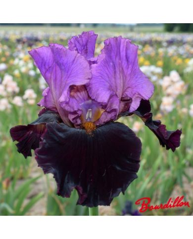Iris : I' m Back