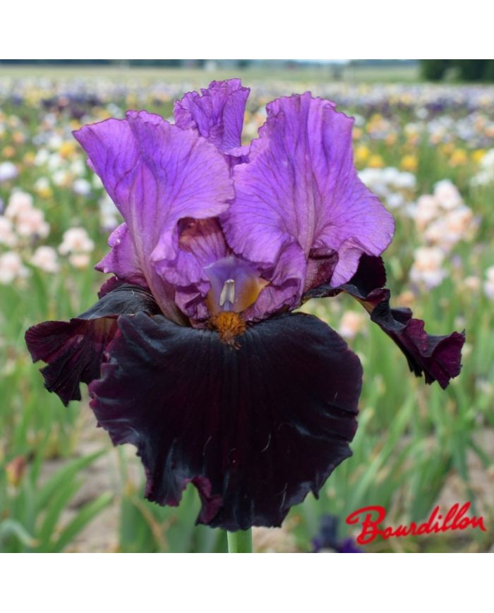 Iris : I' m Back