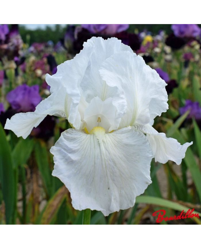 Iris : Immortality