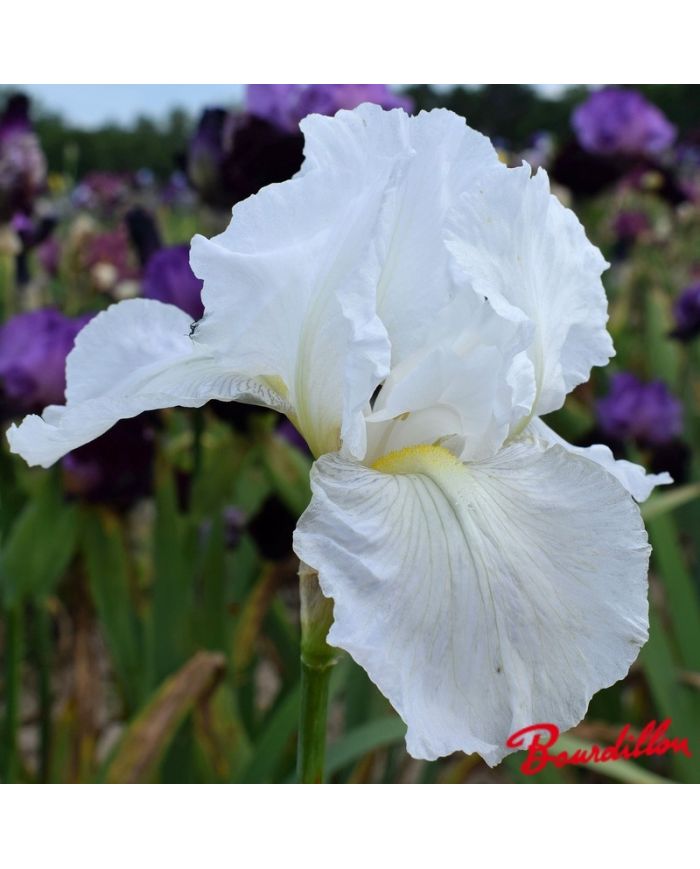 Iris : Immortality
