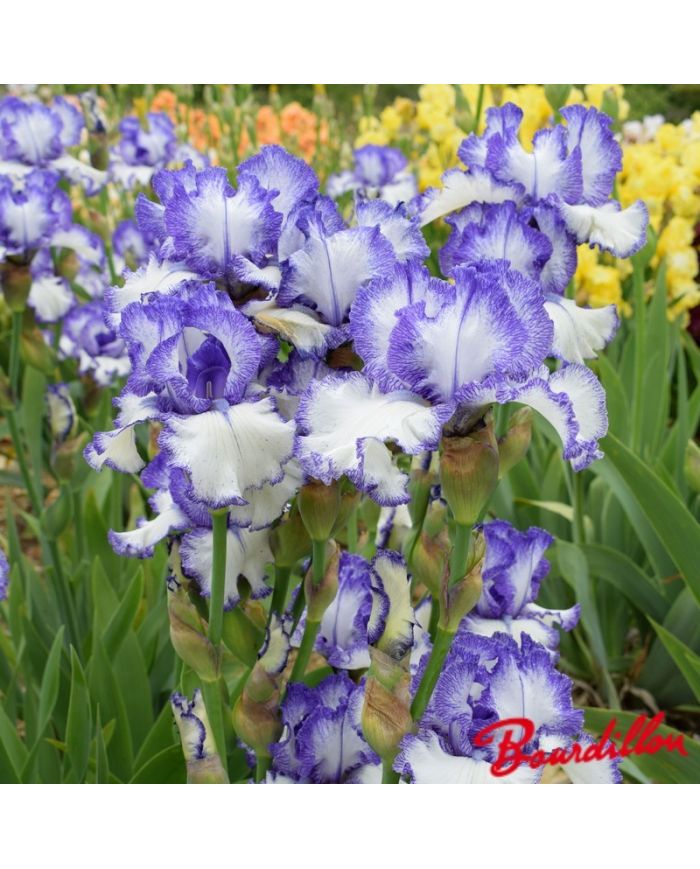 Iris : Ink patterns