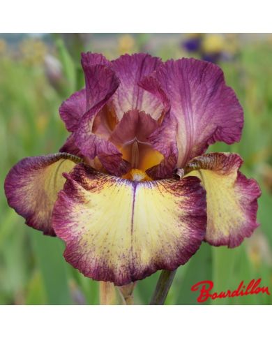 Iris : Innocent Star