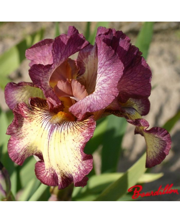 Iris : Innocent Star