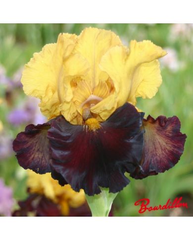 Iris : Katty chilton