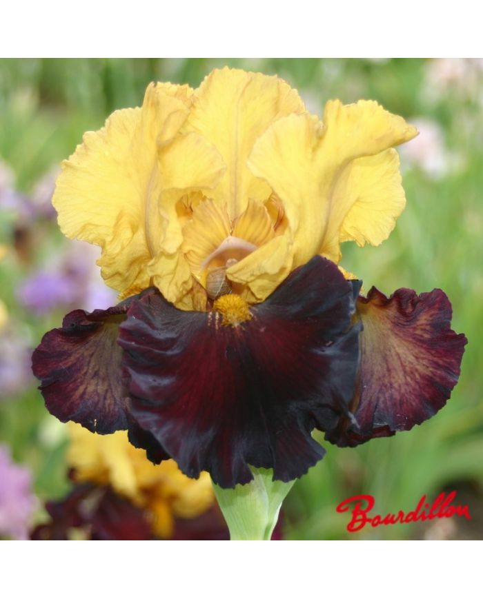 Iris : Katty chilton