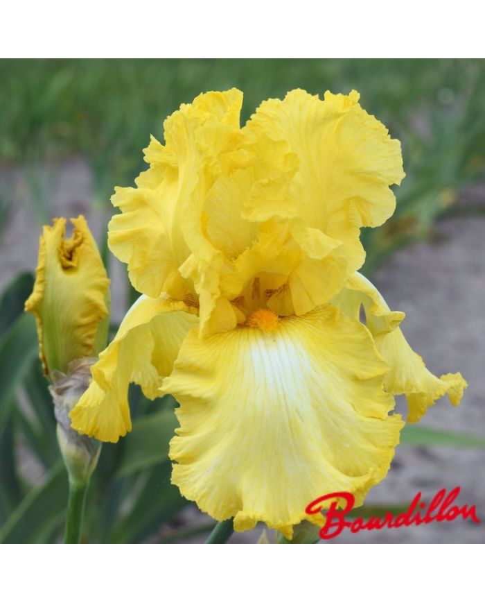 Iris : Lacy Brillance