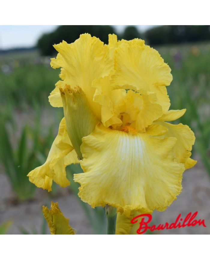 Iris : Lacy Brillance
