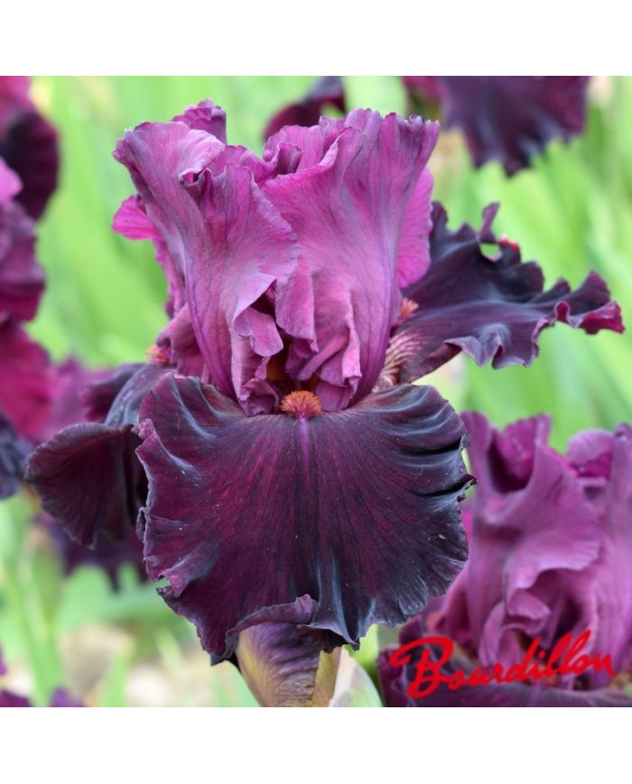 Iris : Let's Be Brazen