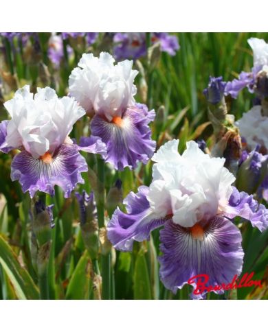 Iris : Limerence