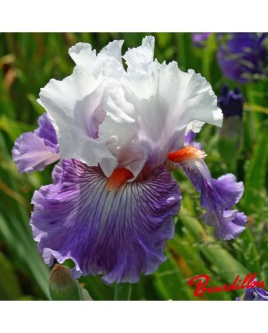 Iris : Limerence