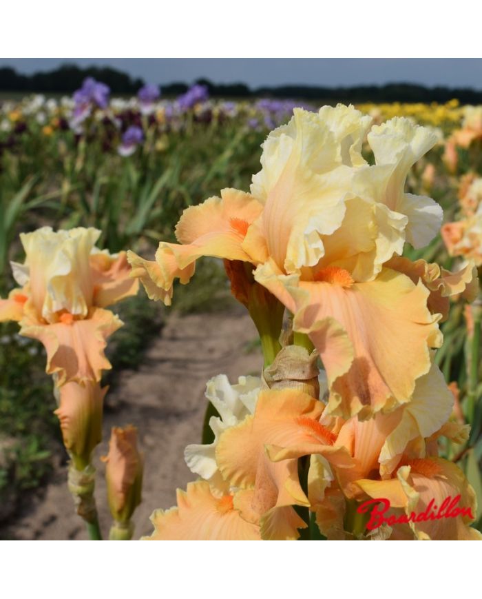 Iris : Lost And Found