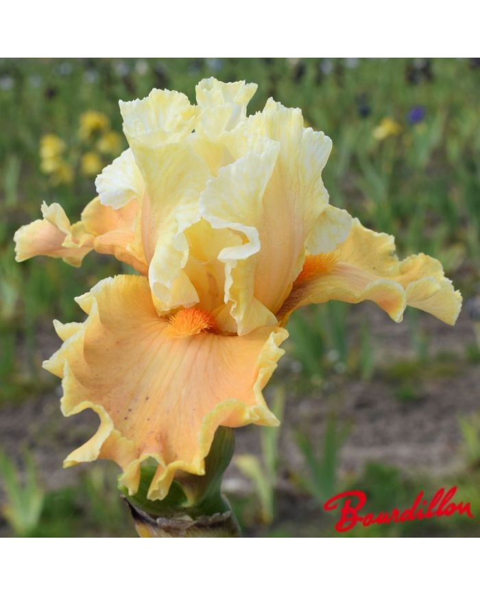 Iris : Lost And Found
