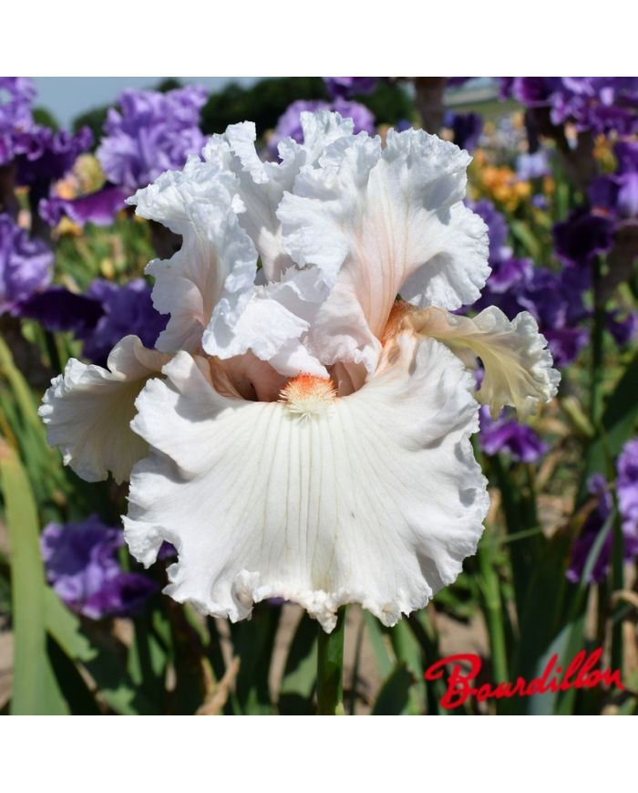 Iris : Lost In Love