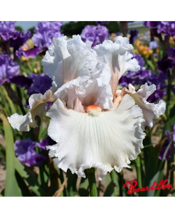 Iris : Lost In Love