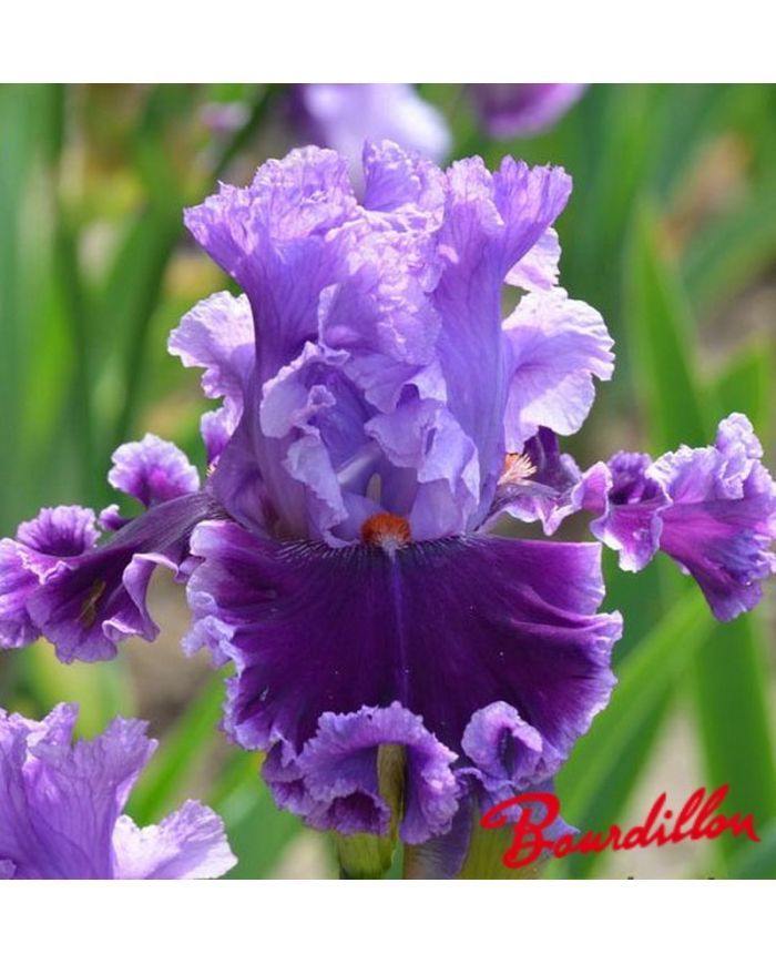 Iris : Louisa 's Song