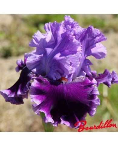 Iris : Louisa 's Song