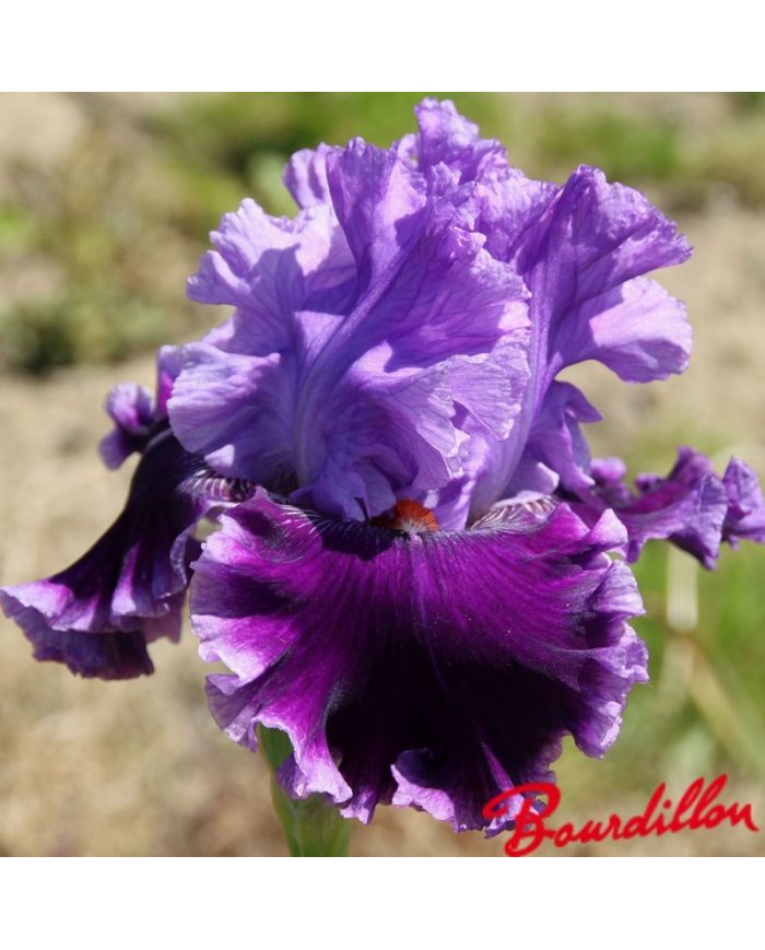 Iris : Louisa 's Song