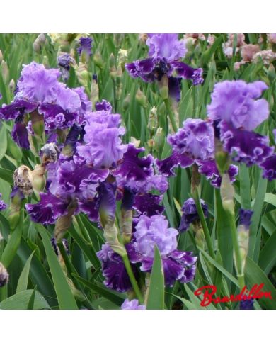 Iris : Louisa 's Song