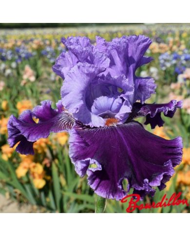 Iris : Louisa 's Song