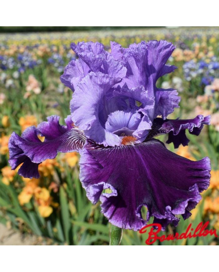 Iris : Louisa 's Song
