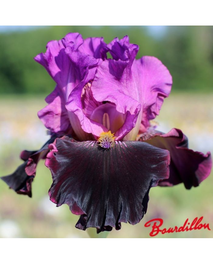 Iris : Made Of Magic